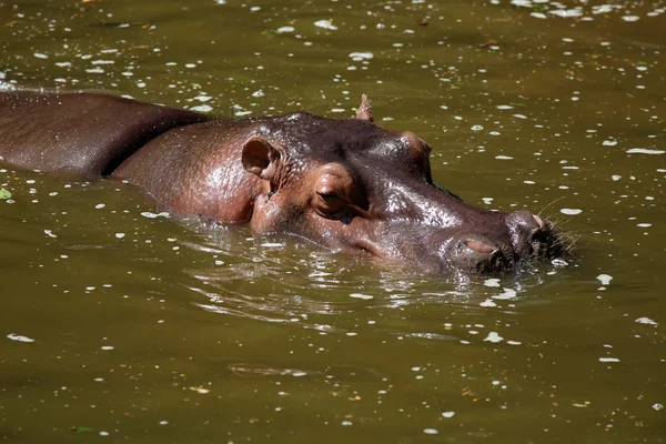 Hippo på sjön — Stockfoto