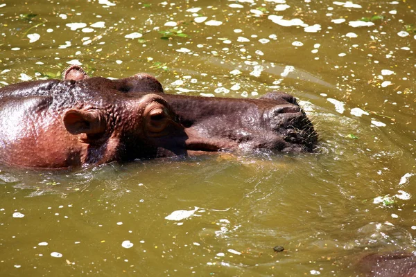 Hippo på sjön — Stockfoto