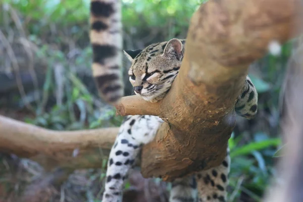 Leopardus weidii — Zdjęcie stockowe