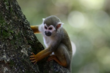 Saimiri sciureus