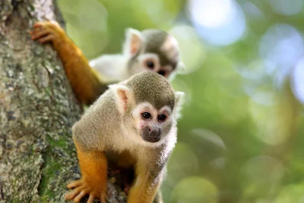 Macaco-esquilo — Fotografia de Stock