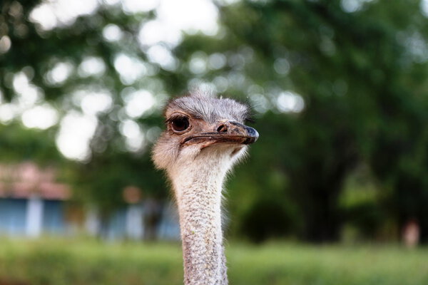 Ostrich closeup