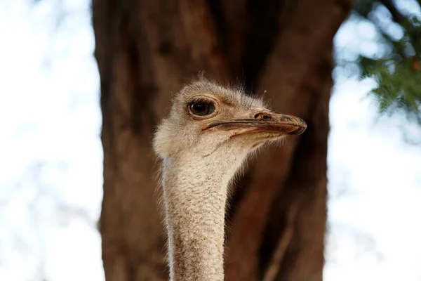 Ostrich closeup — Stock Photo, Image