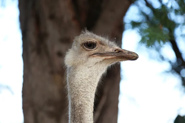 Fecho da avestruz — Fotografia de Stock