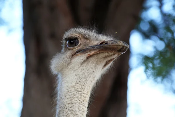 Ostrich closeup — Stock Photo, Image