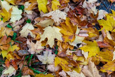 Sonbahar yaprakları görünümü yakın