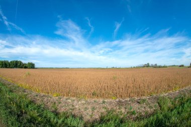 Güney Quebec 'te yaz sonunda soya fasulyesi tarlası