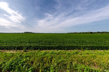 Quebec 'teki Richelieu vadisindeki soya fasulyesi tarlası.