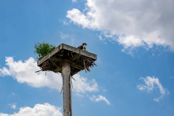 巣の中で警戒を怠るオスプレイ — ストック写真