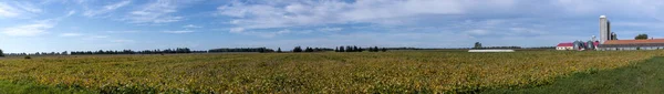 Vista Panoramica Del Campo Soia Alla Fine Dell Estate Nel — Foto Stock