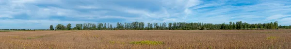 Panoramic View Soybean Field End Summer Southern Quebec — Stock Photo, Image