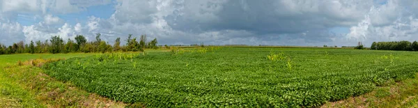 Vista Panoramica Dei Campi Soia Nella Valle Del Richelieu Nel — Foto Stock