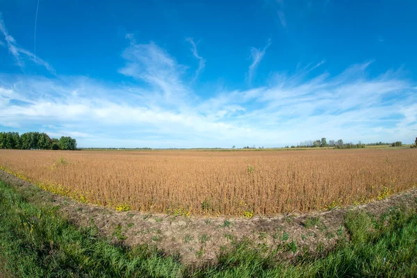 Soybean Field End Summer Southern Quebec — Stock Photo, Image