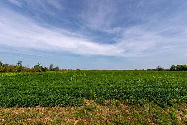 Güney Quebec 'te mısır filizli soya fasulyesi tarlası.