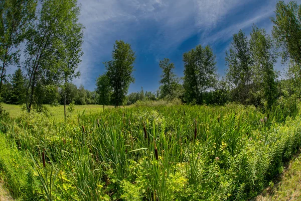 Scena Estiva Negli Adirondacks — Foto Stock