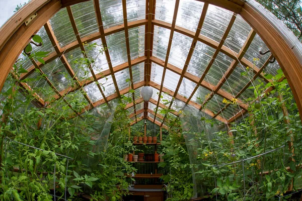 Wooden Domestic Interior Greenhouse Growing Vegetables Upstate New York — Stock Photo, Image