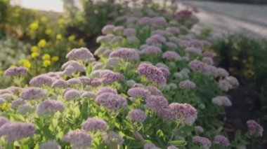 Güneş ışınları sedum çiçeklerine düşer botanik bahçesinin çiçek tarlasında çiçek açar.. 