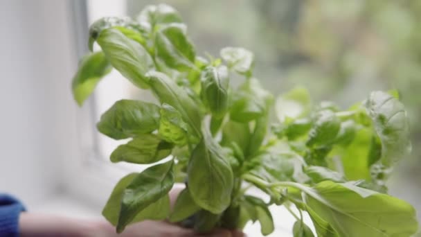 Gros plan d'une main tenant un bouquet de basilic vert frais prêt à manger contre la fenêtre. — Video