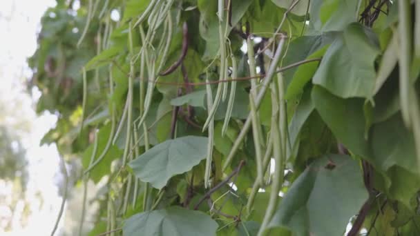 Gimbal de cámara lenta de una fruta catalpa del norte llamada Hardy Catalpa. — Vídeos de Stock