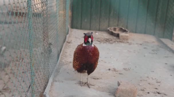 Beautiful Ringneck Pheasant or Phasianus colchicus behind the bars. — Stock Video