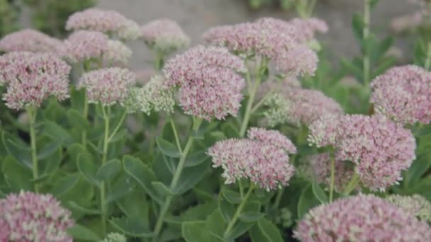 Sedum bloemen bloeien in de bloembed van de botanische tuin. — Stockvideo