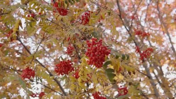 바람에 흔들리는 장과 붉은 열매가 달린 나뭇가지의 느린 동작 사진. — 비디오