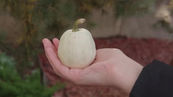 La fille tient dans sa main une petite mini-citrouille blanche décorative. — Video