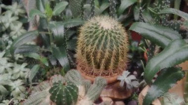 Seradaki farklı kaktüslerin bileşimi. 