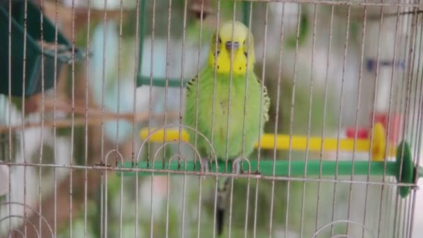 A funny yellow-green budgerigar sits on a perch in a cage. — Stock Video