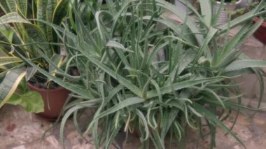 Seradaki sera Aloe Vera bitkisi yavaş çekimde kapanıyor.. 