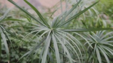 Yeşil Cyperus alternatif yaprağı, papirüs, şemsiye seti veya şemsiye olarak da bilinir..
