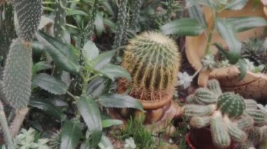 Serada kaktüslerin yakın çekimi. Gimbal atışı..