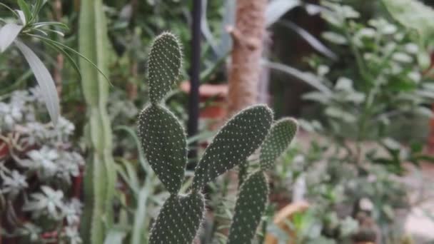 Close-up van een cactus in de kas. — Stockvideo