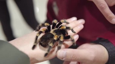 Kız kolunda bir örümcek tutuyor Brachypelma smithi - Meksikalı kızıl diz tarantul.