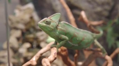 Yakından, renkli bir bukalemunun yan görüntüsü. Yüksek kalite 4K görüntü..