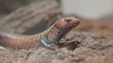 Lepidothyris Fernandi veya Fire Skink yakın çekim.