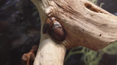 Blaberus Giganteus veya Brezilyalı hamamböceği. Orta Amerika dev mağara hamamböcekleri. 