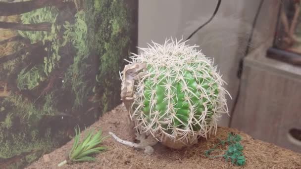 Portret van een klein reptiel Correlophus ciliatus of Gecko Crestate op een cactus. — Stockvideo