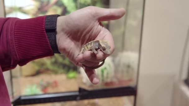 Muž ukazuje hřebenatku gecko nebo řasy gecko, Correlophus ciliatus na ruce. — Stock video