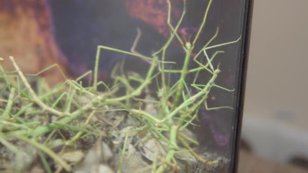 Annam böcek sopa - siyah arka plan üzerinde izole Baculum extradentata — Stok video
