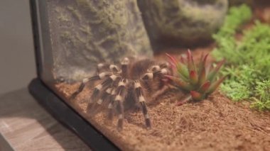 Brezilya beyaz dizli tarantula Acanthoscurria genikulata. Evcil, tehlikeli egzotik örümceğe yakından bak. Teraryum, riskli bir durum. Egzotik bir hayvanı evde tutmak.