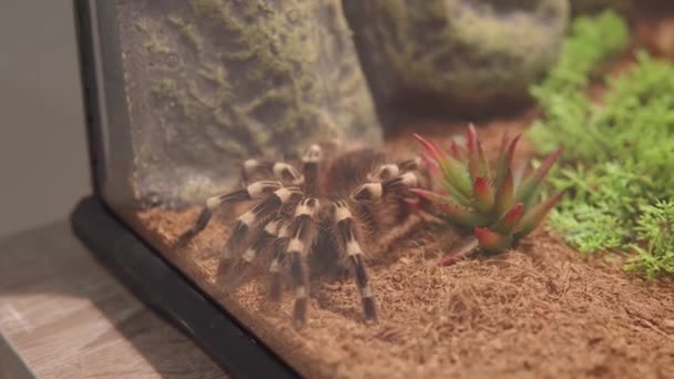 Brazilská tarantula s bílými koleny Acanthoscurria geniculata. Zblízka pohled na domácí, nebezpečný exotický pavouk v teráriu, riskantní situace. Držet doma exotické zvíře. — Stock video