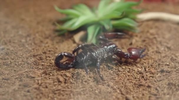 Scorpione nero asiatico Heterometrus petersi striscia attraverso il terratirum nello zoo o in casa. Tenere animali esotici a casa. Animali velenosi pericolosi. — Video Stock