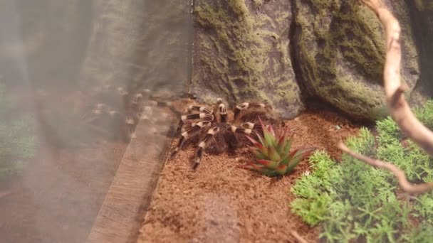 Brazilská tarantula s bílými koleny Acanthoscurria geniculata. Zblízka pohled na domácí, nebezpečné tarantule v teráriu. Exotický pavouk, riskantní situace. Hobby, nebezpečí, fobie. — Stock video