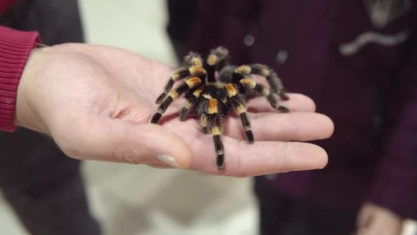 Man mutat egy pók a karján Brachypelma smithi - Mexikói vörös térd tarantul. — Stock videók