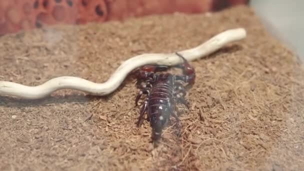Heterometrus petersi o escorpión negro asiático se está moviendo en terrario. Mantener peligrosos animales exóticos venenosos, vista de cerca. — Vídeo de stock