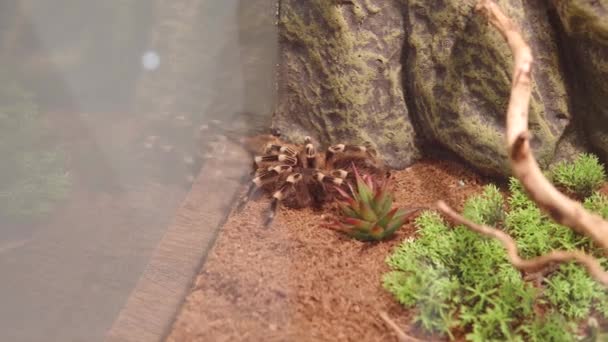 Tarentule brésilienne prédatrice du genou blanc Acanthoscurria geniculata. Vue rapprochée de domestique, dangereuse araignée exotique en terrarium, situation risquée. Un arachnide animal exotique dans un zoo de contact. — Video