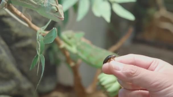 Närbild av ung kameleont kameleonidae eller chamaeleo calyptratus äter en insekt. — Stockvideo