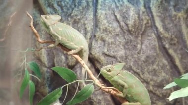 Genç bukalemun bukalemungiller ya da chamaeleo calyptratus bir böcek yer..