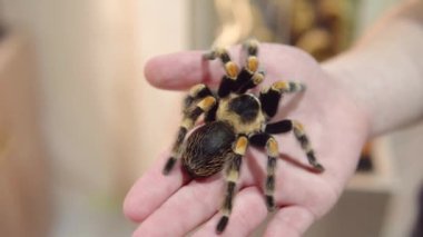 Brachypelma smithi - erkek elinde büyük tarantula örümceği. Kadın örümceğe dokunur.